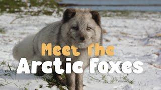 Ep 7 | Peak Wildlife Park Diaries | MEET THE ARCTIC FOXES