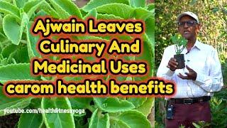 Ajwain Leaves Culinary And Medicinal Uses || carom health benefits| healthfitnessyoga|