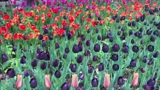 A Wide Variety of Vibrant Tulips