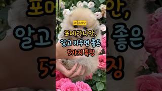 포메라니안, 알고 키우면 좋은 5가지 특징! #강아지정보 #강아지 #반려견