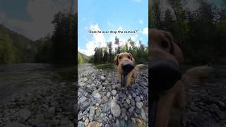 it’s Willy’s bloopers bissh #goldenretreivers #funnydogs #dogsofyoutube #doggo