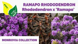 RAMAPO RHODODENDRON | Rhododendron x 'Ramapo' | Monrovia Collection