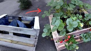 Secrets of Growing Strawberries in Boxes