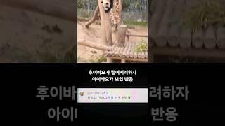 후이바오가 떨어지려하자 아이바오가 보인 반응 #SHORTS