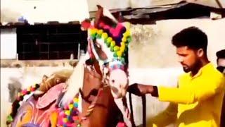 KATHIYAWADI HORSE DANCE VIDEO ||DANCE VIDEO HORSE|| HORSE OF KATHIYAWAD HORSE STATUS  HORSE LOVE