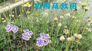 羽芒菊介紹#青草#草藥#野草