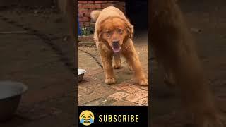 #Lol!! 7th one!!#funnymoments #cuteanimals #funnyshorts @funnyclipzz
