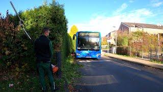 City buses DID NOT LEAVE me ALONE when pruning an OVERGROWN hedge of Thuja