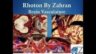 Rhoton By Zahran (11): Brain Vasculature