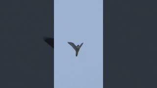 Racing Pigeons VS. Falcon (Pt.1) - "One Wing"