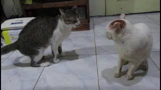 Ludicrous male cat pestering poor granma cat until it turns to something undesirable! (#00028)