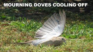 Mourning Doves Plying In Sprinkler ~ Doves in Water ~ Dove Behavior ~ Nature Shared