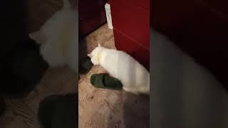 the cat sniffed valerian and decided to put on slippers...