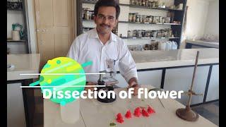 Dissection of flower │12th class biology │Practical