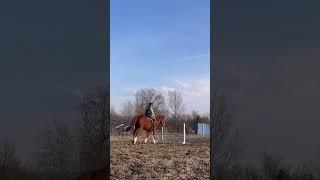 The lower leg and landing tho 🫢 || #jumper #eq #hunterjumper #3MoodyMares #rideforoscar