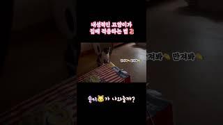 #고양이일상 #고양이브이로그 #길고양이 #서강대고양이 #서강대메리홀고양이 #뭉치와숭이 #뭉숭이네