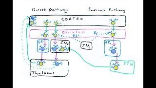 The Basal Ganglia - Direct and Indirect Pathways