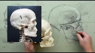 ANATOMY FOR ARTISTS:  Head & Neck