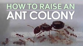 How To Raise An Ant Colony