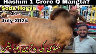 Multan Mandi Ne Northen Bypass Mandi Ki Yad Dila Di  | 2025 Ka Maal Agya | Cow Mandi 2025