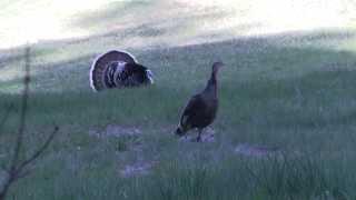 Arizona Gould's Turkey Hunt with Casey Brooks and Jay Scott