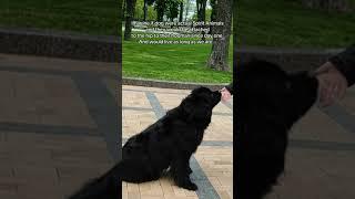 Huge Newfoundland Dog Bella #shorts