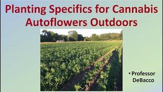 Planting Specifics for Cannabis Autoflowers Outdoors