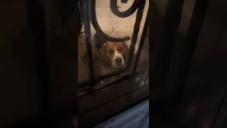 Старшенький, мокренький пришел #beagle #бигльфарадэй #бигль #фарадэй #хорошовдеревнежить
