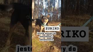 ZURIKO - jest gotowy do pokochania i adoptowania / czytaj opis ! #pies #adoptme #wolontariat #dog