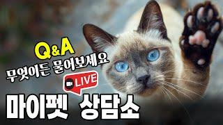 [제212화] 마이펫 라이브 상담소. 고양이 Q n A