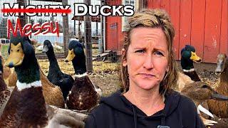 Raising Backyard Ducks | Questions Answered