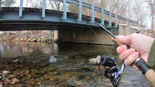 TROUT LOVE THIS BAIT! (Creek Fishing)