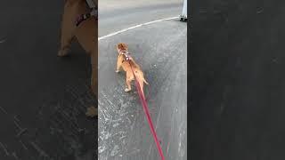 Купить собаку  Забрать из приюта 