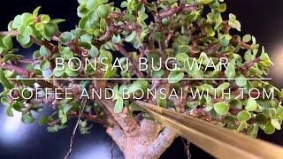 Instantly Kill Insect Pests On Your Bonsai Safely