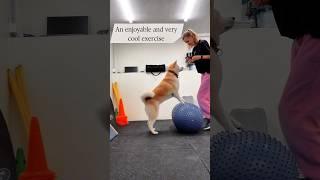 Amazing exercise #dogfitness