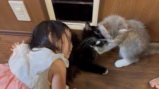 突然仲良くなった先住猫と新入り猫　ラガマフィン　サイベリアンThe cats suddenly became good friends. Ragamuffin.Siberian