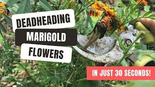 Deadheading Marigolds For An Extended Flowering Season