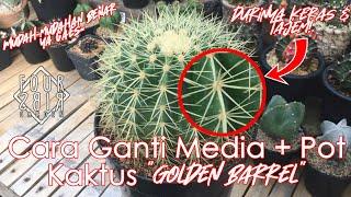 Media Tanam Kaktus? Begini Campurannya (Cara Ganti Media Golden Barrel)