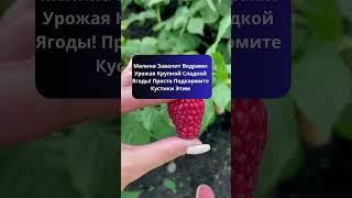 Малина Завалит Ведрами Урожая Крупной Сладкой Ягоды! Просто Подкормите Кустики Этим