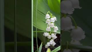 Precious little Lily of the Valley flowers. Happy May. #flowers #flower #nature #outside #plants