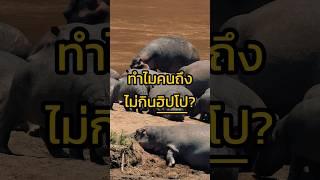 ทำไมคนถึงไม่กินฮิปโป?  #ฮิปโป #อาหาร #เกร็ดความรู้