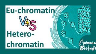 Euchromatin vs heterochromatin | Molecular differences between Euchromatin & heterochromatin| molbio