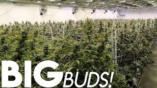 Big Marijuana Buds at Cannabis Grow Farm