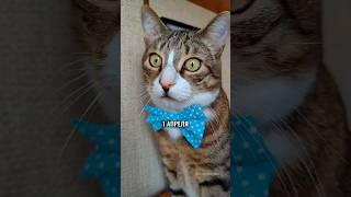 1 АПРЕЛЯ - НИКОМУ НЕ ВЕРЮ #котики