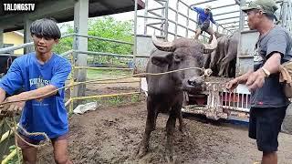 Presyo ng Baka at Kalabaw Part 2 Lucena Auction Market Quezon