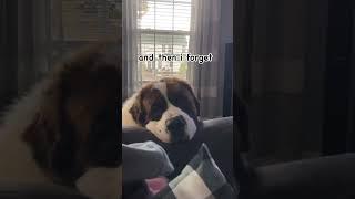 Sometimes I think .... #shorts #funnypetvideos #funnydogs