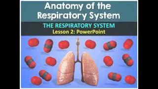 Respiratory System Lesson #2 PowerPoint (by Tangstar Science)