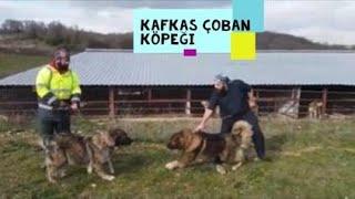 EFSANE YOK BÖYLE BİR KÖPEK (Kafkas Çoban Köpeği Kangal Alabay Küçükbaş Hayvan Keçi Oğlak)