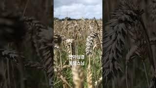 소원성취 반야심경 동담스님 #buddha #불경 #염불 #healing #relax