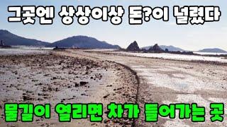 상상이상 싱싱한 이것(?)이 널려 있어서 그냥 주워도 만통! + 먹방